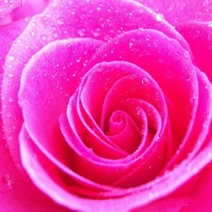 Meet your Posher, Josephine